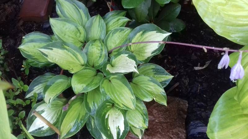 Island Breeze Hosta Plant