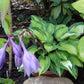 Island Breeze Hosta Plant