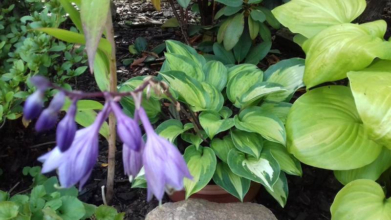 Island Breeze Hosta Plant