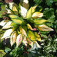 Orange Marmalade Hosta Plant