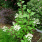 Hydrangea paniculata Wim’s Red Fire And Ice