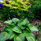 Brother Stephan Hosta Plant