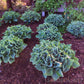 Blue Cadet Hosta Plant