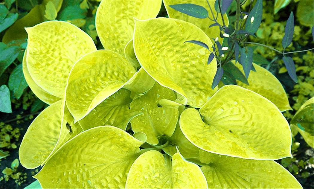 Maui Buttercups Hosta Plant