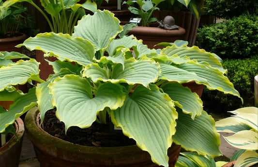 Spartacus Hosta Plant