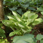 World Cup Hosta Plant
