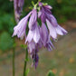 Siberian Tiger Hosta Plant