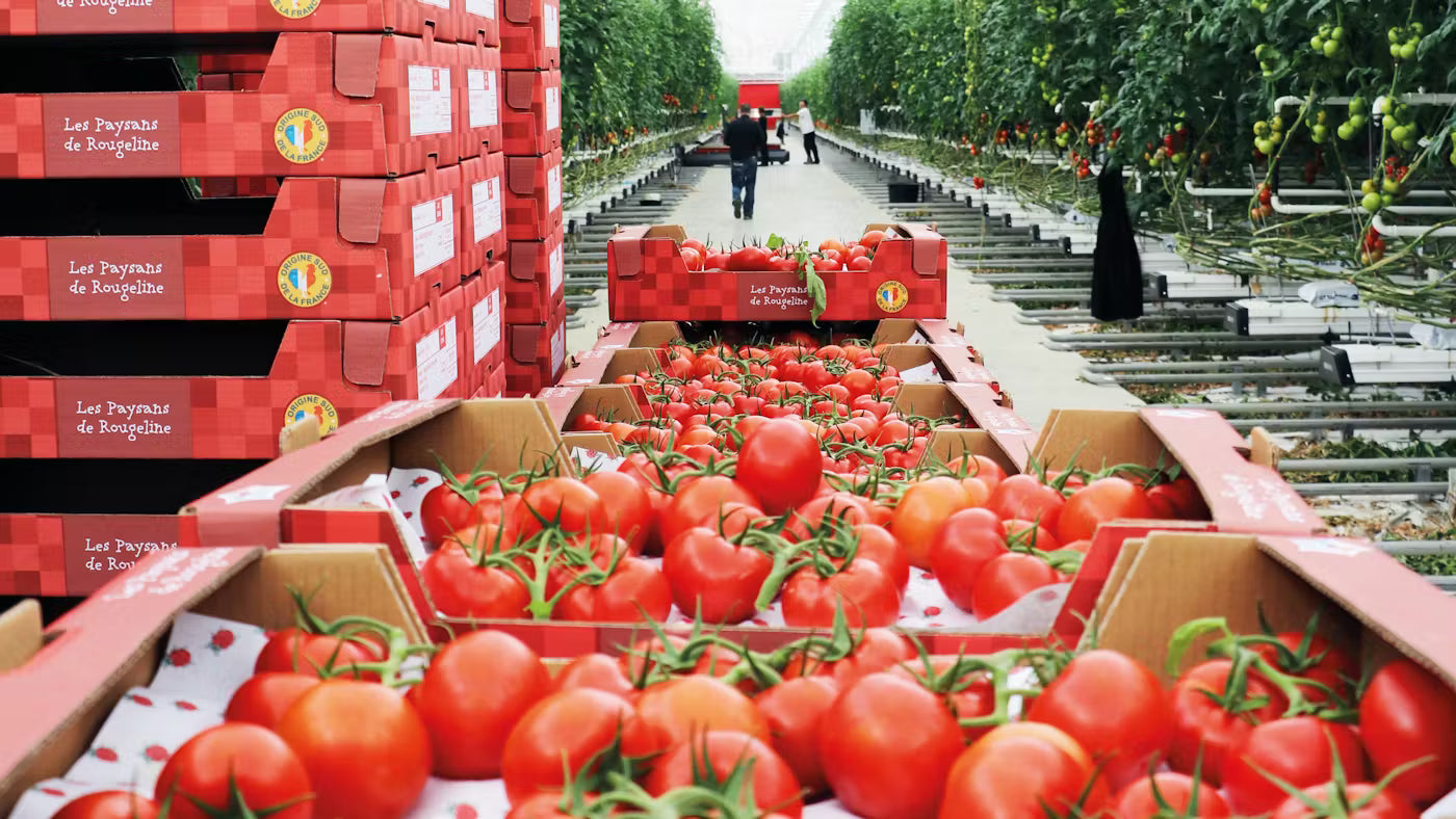 This substrate adapts to different irrigation strategies, making it easier to steer crops
towards generative growth in winter and vegetative plant development in the summer. Oliver Hurel.