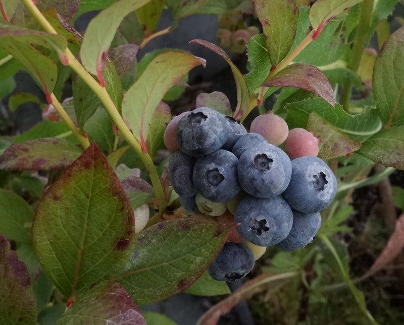 Huron Mid Season Highbush Blueberry Plant