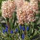 Gipsy Queen Hyacinth Bulbs
