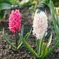 Jan Bos Hyacinth Bulbs