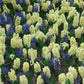 City of Haarlem Hyacinth Bulbs