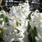 L’innocence Hyacinth Bulbs
