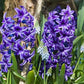 Rembrant Hyacinth Bulbs