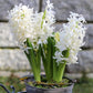 Carnegie Hyacinth Bulbs