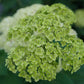 Hydrangea arborescens SMNHRL Invincibelle Sublime