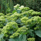 Hydrangea arborescens SMNHRL Invincibelle Sublime