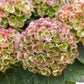 Hydrangea macrophylla Hokomathyst Magical Amethyst