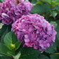 Hydrangea macrophylla SMNHMTB Let’s Dance Loveable