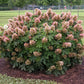 Hydrangea quercifolia Munchkin