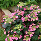 Hydrangea serrata SMNHSG Tuff Stuff Top Fun