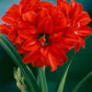 Blitzen Prepared Amaryllis Bulbs