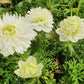 Fullstar White Anemone Tubers
