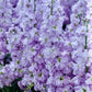 Katz Lavender Blue Stock Seeds online shopping