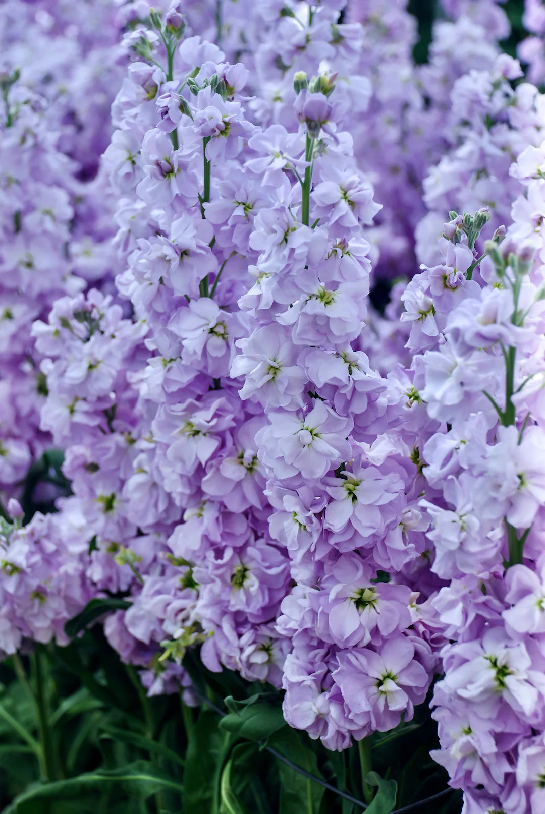 Katz Lavender Blue Stock Seeds online shopping