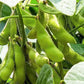 Kuroshinju Soybean Seeds online shopping