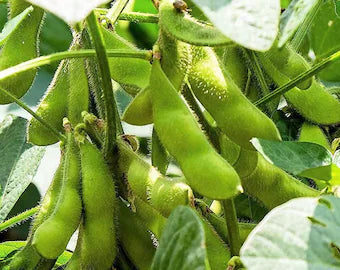 Kuroshinju Soybean Seeds online shopping
