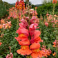 Potomac Dark Orange F1 Snapdragon Seeds online shopping