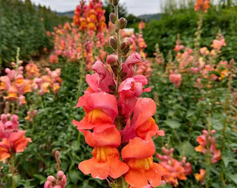 Potomac Dark Orange F1 Snapdragon Seeds online shopping