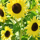 Sunrich Lemon Sunflower Seeds online shopping
