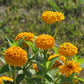 Oklahoma Yellow Zinnia Seeds online shopping