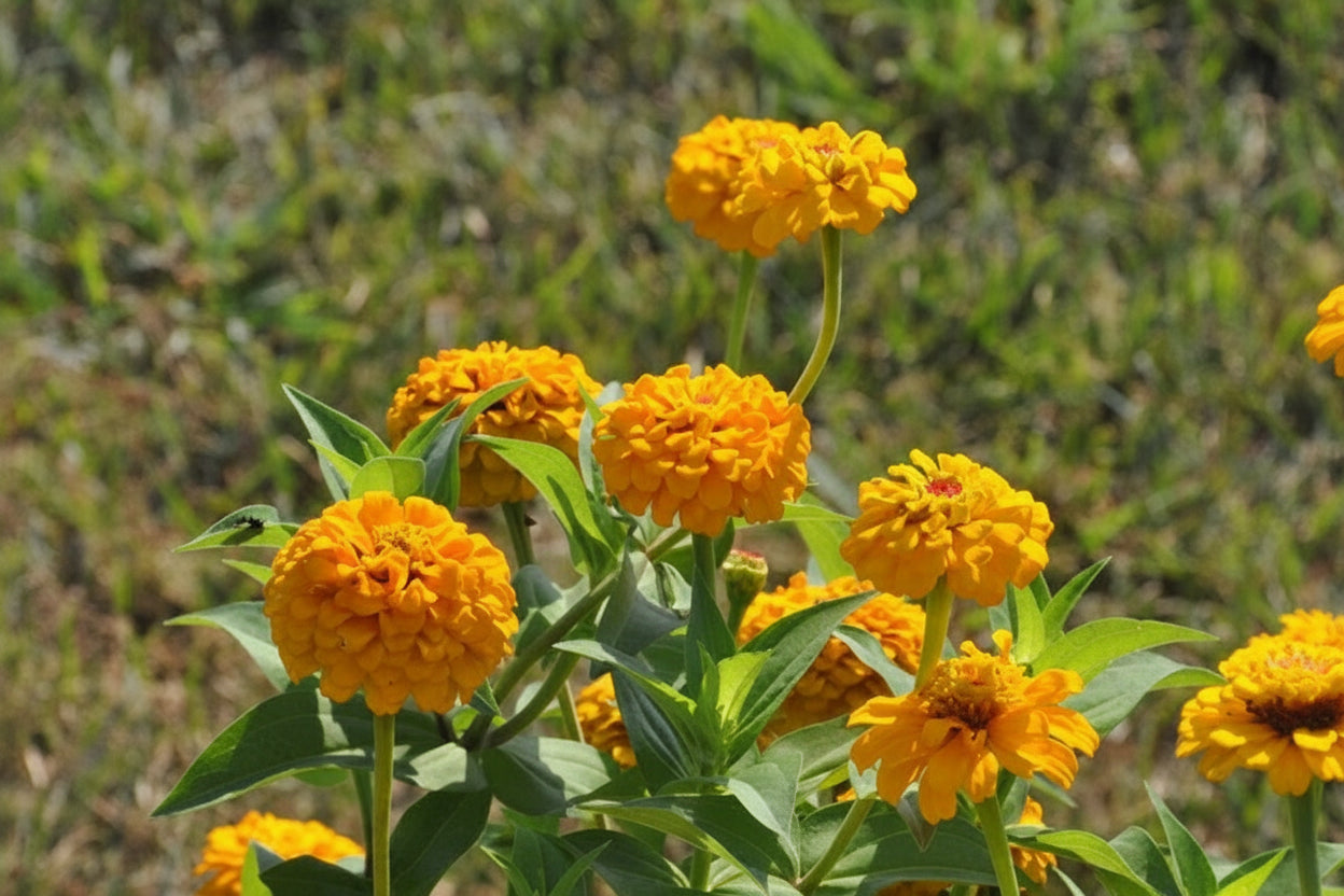 Oklahoma Yellow Zinnia Seeds online shopping