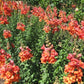 Potomac Orange F1 Snapdragon Seeds online shopping