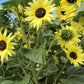 Lemon Queen Sunflower Seeds online shopping