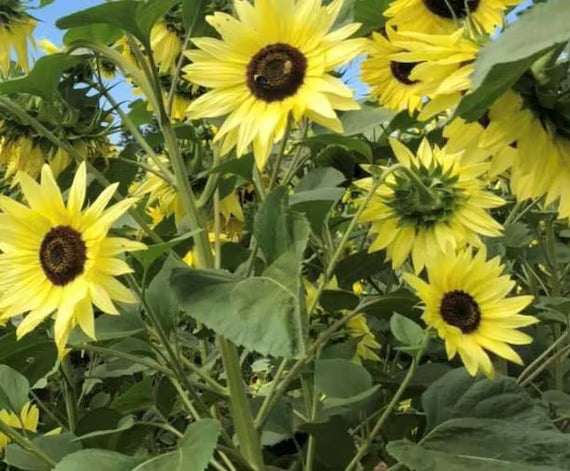 Lemon Queen Sunflower Seeds online shopping
