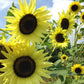 Lemon Queen Sunflower Seeds online shopping