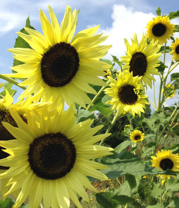 Lemon Queen Sunflower Seeds online shopping