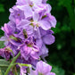 Katz Lavender Blue Stock Seeds online shopping