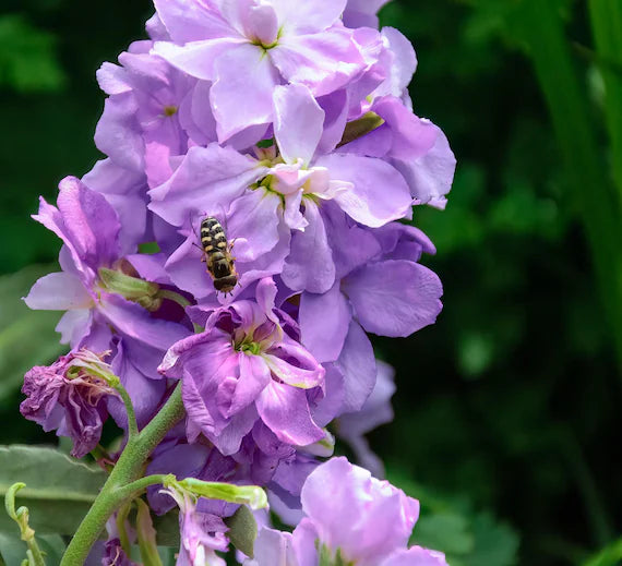 Katz Lavender Blue Stock Seeds online shopping