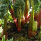 Glaskin's Perpetual Rhubarb