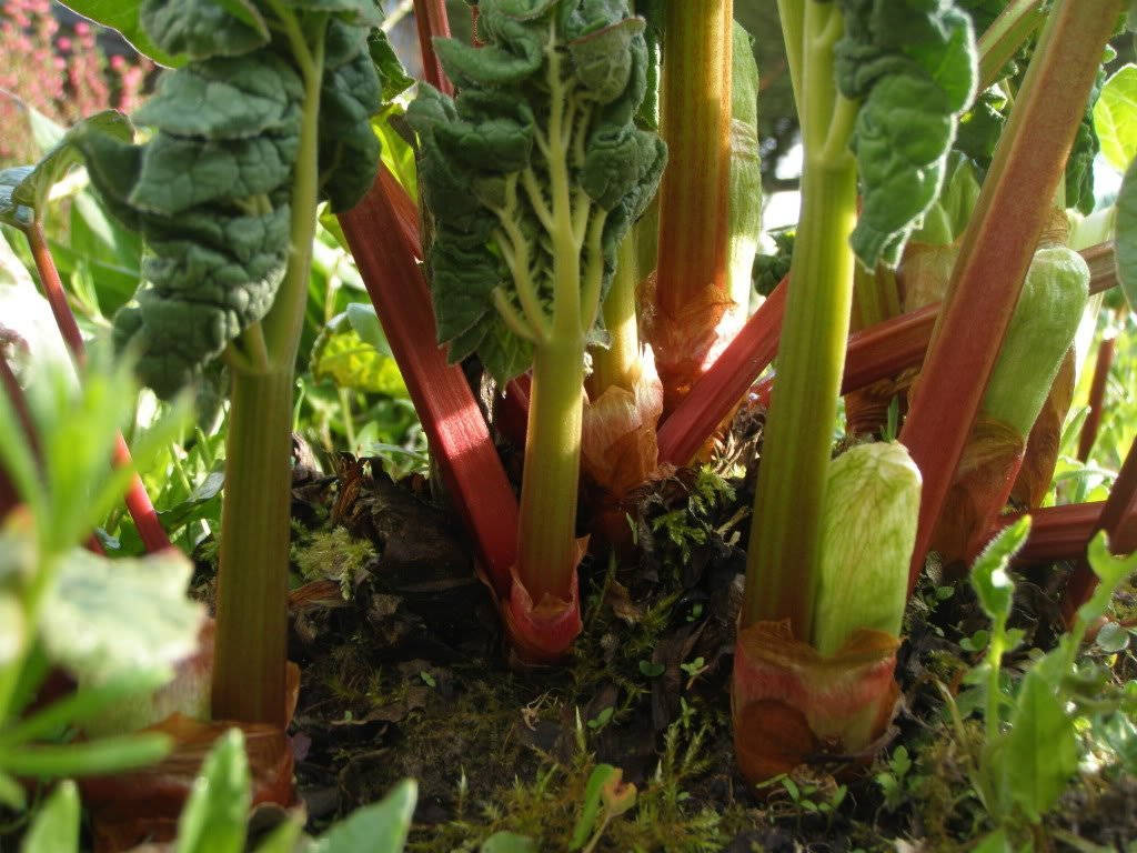 Glaskin's Perpetual Rhubarb