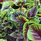 Red Leaf Amaranth Seeds online shopping