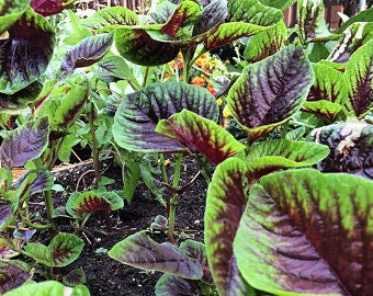 Red Leaf Amaranth Seeds online shopping