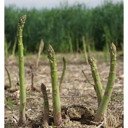 Millenium Asparagus