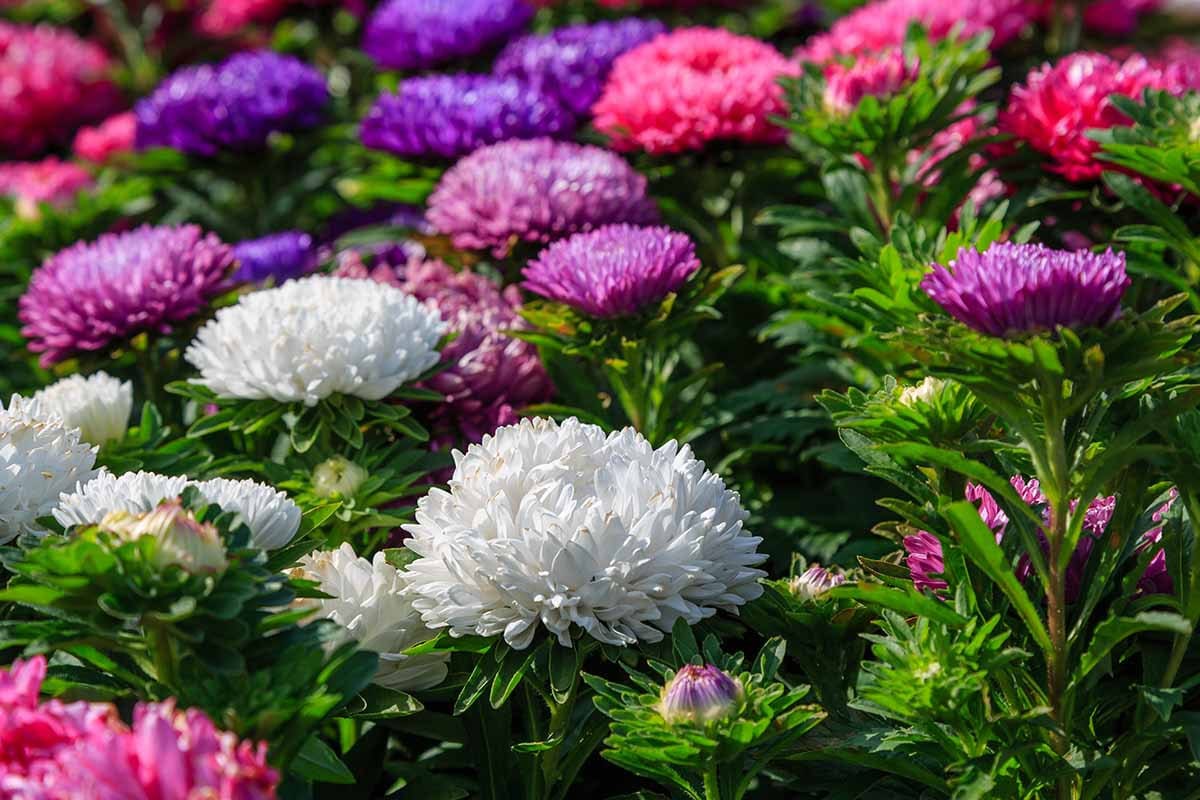 King Size Mix China Asters Seeds online shopping