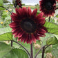 ProCut Red F1 Sunflower Seeds online shopping
